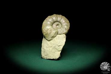 Ceratites evolutus (19809) a cephalopod from Germany | Fossils | Cephalopods