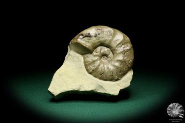 Ceratites evolutus (19840) a cephalopod from Germany | Fossils | Cephalopods