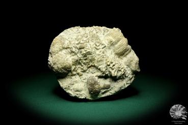 Catenipora spec. & Heliolites spec. a coral