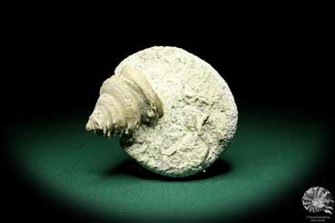 Cystiphyllum spec. (19850) a coral from Sweden | Fossils | Corals