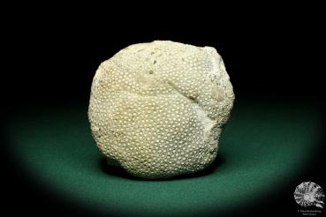 Heliolites spec. (19853) a coral from Sweden | Fossils | Corals