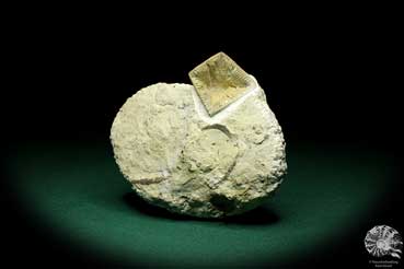 Goniophyllum pyramidale (19859) a coral from Sweden | Fossils | Corals