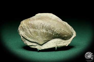 Hoernesia socialis (19871) a shell from Germany | Fossils | Shells & Brachiopods