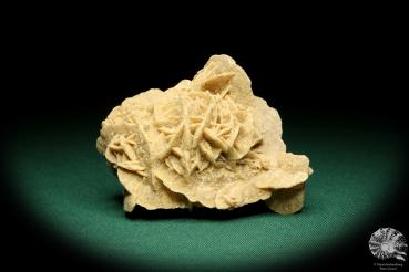 Gypsum XX (19940) a mineral from Algeria | Minerals | Global