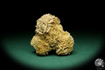 Gypsum XX (19996) a mineral from Germany | Minerals | From Germany