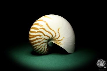 Nautilus pompilius (20073) ein Kopffüßer aus Indopazifik | Conchylien | Kopffüßer