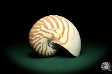 Nautilus pompilius (20089) ein Kopffüßer aus Indopazifik | Conchylien | Kopffüßer