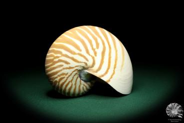 Nautilus pompilius (20090) ein Kopffüßer aus Indopazifik | Conchylien | Kopffüßer