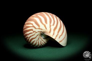 Nautilus pompilius (20091) ein Kopffüßer aus Indopazifik | Conchylien | Kopffüßer