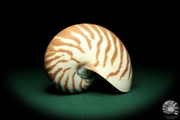 Nautilus pompilius (20092) ein Kopffüßer aus Indopazifik | Conchylien | Kopffüßer