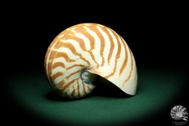 Nautilus pompilius (20093) ein Kopffüßer aus Indopazifik | Conchylien | Kopffüßer