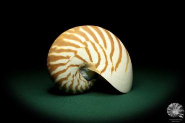 Nautilus pompilius (20095) ein Kopffüßer aus Indopazifik | Conchylien | Kopffüßer