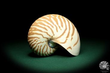 Nautilus pompilius (20097) ein Kopffüßer aus Indopazifik | Conchylien | Kopffüßer