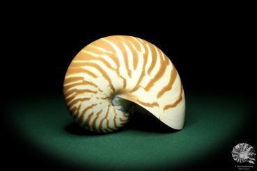 Nautilus pompilius (20098) ein Kopffüßer aus Indopazifik | Conchylien | Kopffüßer