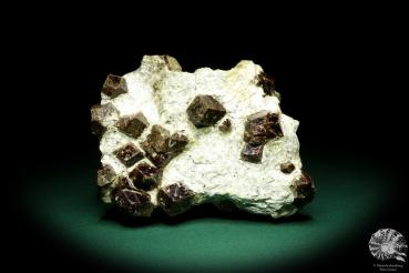 Almandine XX in Mica schist (20226) a mineral from Italy | Minerals | Global