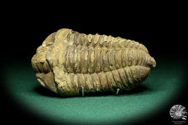 Flexicalymene ouzregui (20292) ein Trilobit aus Marokko | Fossilien | Trilobiten