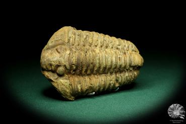 Flexicalymene ouzregui (20297) a trilobite from Morocco | Fossils | Trilobites