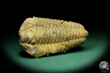 Flexicalymene ouzregui (20298) ein Trilobit aus Marokko | Fossilien | Trilobiten