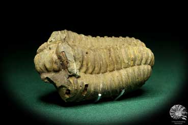 Flexicalymene ouzregui (20304) a trilobite from Morocco | Fossils | Trilobites