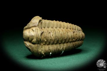 Flexicalymene ouzregui (20311) ein Trilobit aus Marokko | Fossilien | Trilobiten