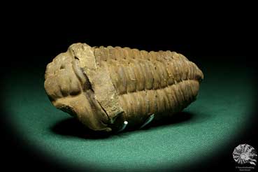 Flexicalymene ouzregui (20314) a trilobite from Morocco | Fossils | Trilobites