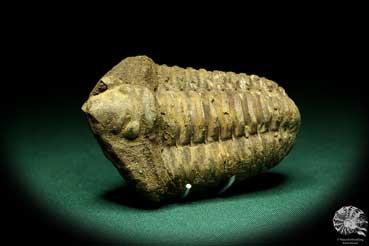 Flexicalymene ouzregui (20315) ein Trilobit aus Marokko | Fossilien | Trilobiten