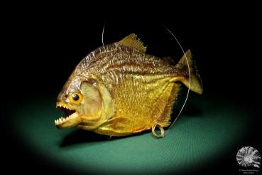 Pygocentrus cf. piraya (20321) a fishe from Brazil | Taxidermy | Fishes