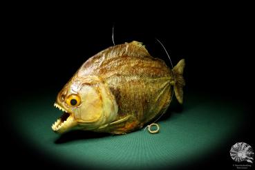 Pygocentrus cf. piraya (20322) a fishe from Brazil | Taxidermy | Fishes