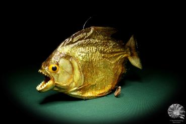 Pygocentrus cf. piraya (20325) a fishe from Brazil | Taxidermy | Fishes