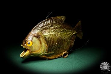 Pygocentrus cf. piraya (20332) a fishe from Brazil | Taxidermy | Fishes