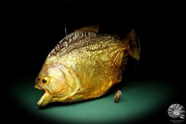 Pygocentrus cf. piraya (20333) a fishe from Brazil | Taxidermy | Fishes