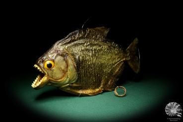 Pygocentrus cf. piraya (20334) a fishe from Brazil | Taxidermy | Fishes