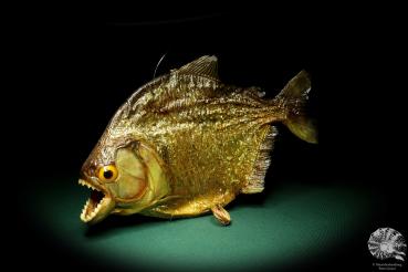 Pygocentrus cf. piraya (20335) a fishe from Brazil | Taxidermy | Fishes