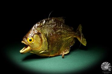 Pygocentrus cf. piraya (20336) a fishe from Brazil | Taxidermy | Fishes