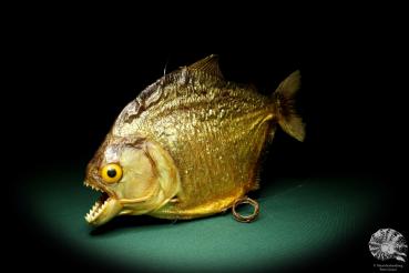 Pygocentrus cf. piraya (20337) a fishe from Brazil | Taxidermy | Fishes