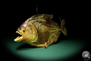 Pygocentrus cf. piraya (20338) a fishe from Brazil | Taxidermy | Fishes