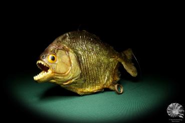 Pygocentrus cf. piraya (20339) a fishe from Brazil | Taxidermy | Fishes