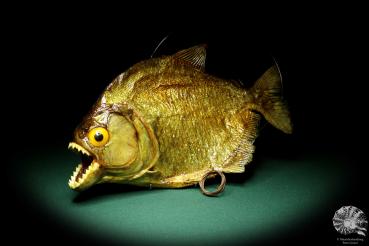 Pygocentrus cf. piraya (20341) a fishe from Brazil | Taxidermy | Fishes