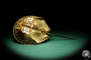 Carcinoscorpius rotundicauda (20370) a crustacean from Philippines | Taxidermy | Crabs & Shrimps & Limulus