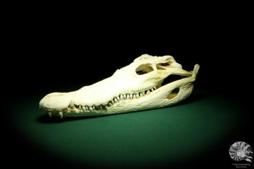 Crocodylus siamensis (20400) a skeleton from South East Asia | Taxidermy | Skeletons