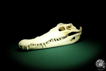 Crocodylus siamensis (20402) a skeleton from South East Asia | Taxidermy | Skeletons