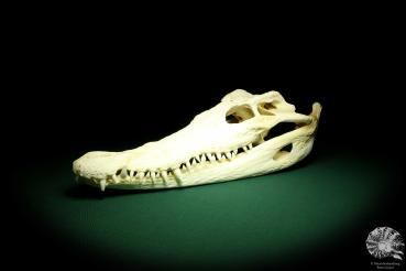 Crocodylus siamensis (20403) a skeleton from South East Asia | Taxidermy | Skeletons