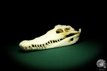 Crocodylus siamensis (20404) a skeleton from South East Asia | Taxidermy | Skeletons