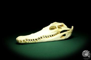 Crocodylus siamensis (20405) a skeleton from South East Asia | Taxidermy | Skeletons