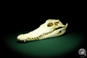 Crocodylus siamensis (20406) a skeleton from South East Asia | Taxidermy | Skeletons