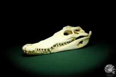 Crocodylus siamensis (20407) a skeleton from South East Asia | Taxidermy | Skeletons