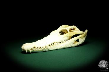 Crocodylus siamensis (20408) a skeleton from South East Asia | Taxidermy | Skeletons