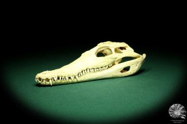 Crocodylus niloticus (20409) a skeleton from Madagascar | Taxidermy | Skeletons