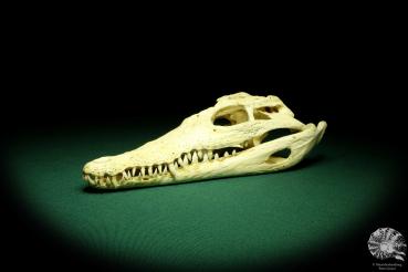 Crocodylus niloticus (20412) a skeleton from Madagascar | Taxidermy | Skeletons