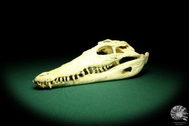 Crocodylus niloticus (20414) a skeleton from Madagascar | Taxidermy | Skeletons